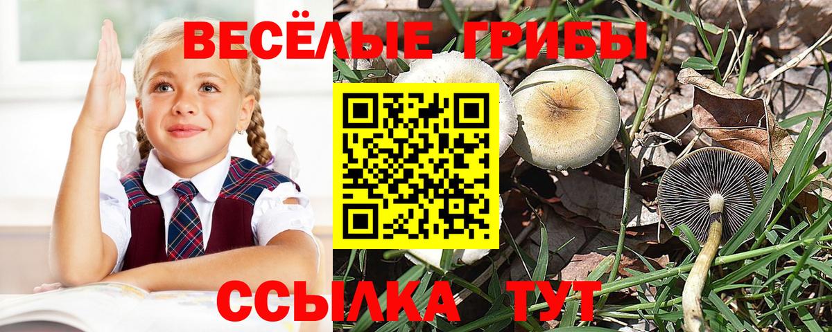 Псилоцибиновые грибы Psilocybe  Псилоцибиновые грибы прущие грибы  Черемхово  наркотики  Вход с VPN 