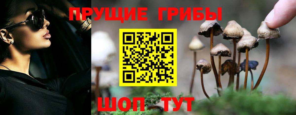 Псилоцибиновые грибы Psilocybine cubensis Черемхово
